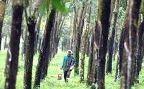 Pengelolaan Aset PTPN XVI sebagai Pondasi Nilai, Keberlanjutan, dan Kekuatan Operasional